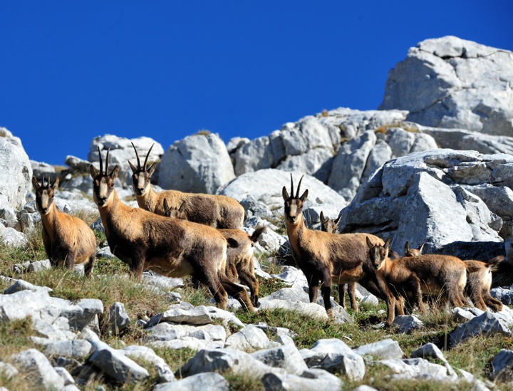 Camoscio appenninico - Rupicapra pyrenaica ornata